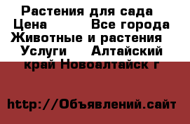 Растения для сада › Цена ­ 200 - Все города Животные и растения » Услуги   . Алтайский край,Новоалтайск г.